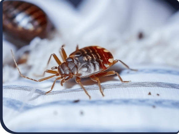 Bed_Bug_Internal-min