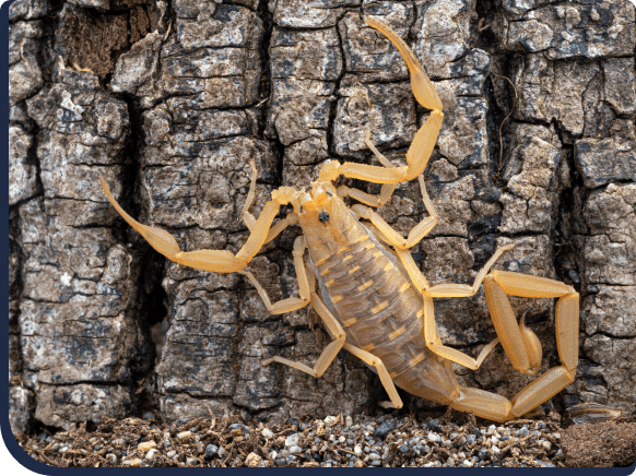 Scorpion Control Internal Img