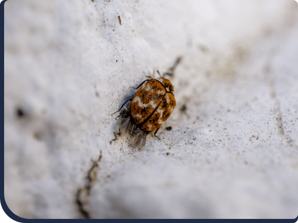 flea_and_Tick_internal