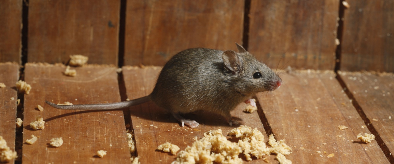Common Rodents in Elgin, OK: What Homeowners Should Know