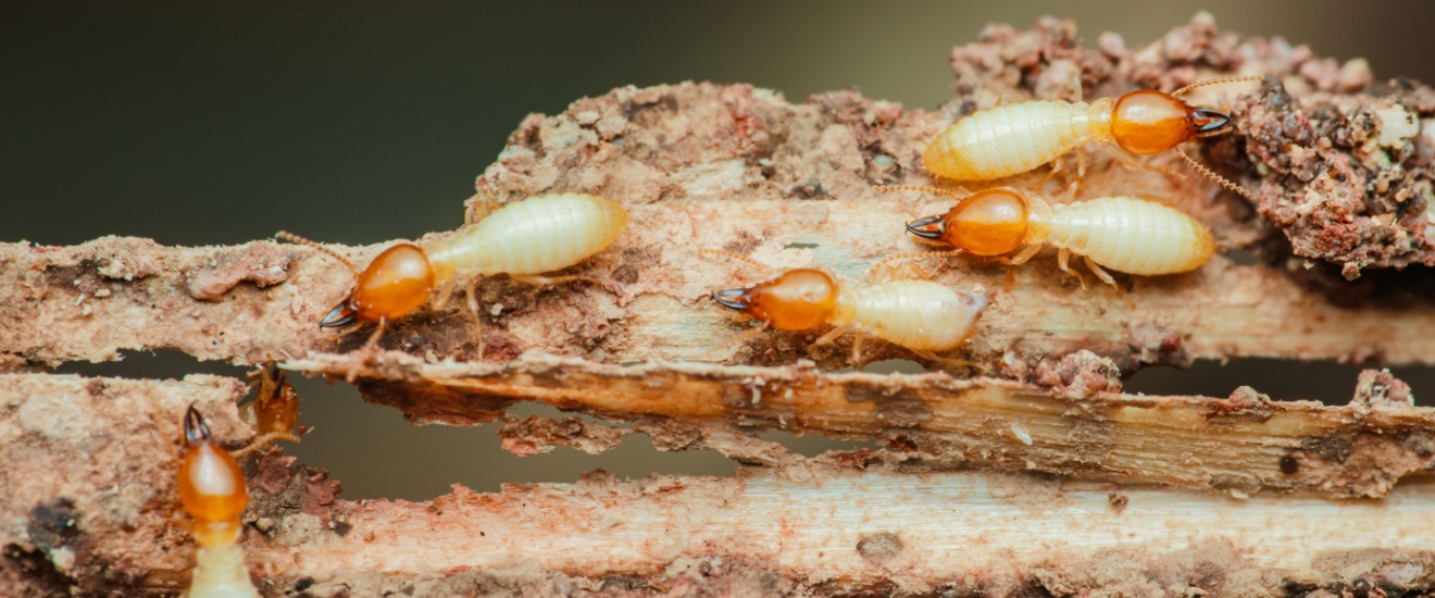 Who’s the Best Exterminator for Getting Rid of Termites in Elgin, OK?