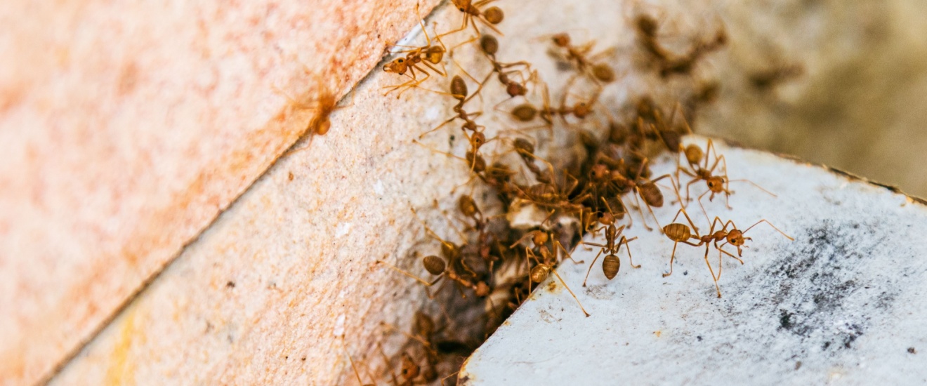 Fire Ants in Elgin: What Homeowners Need to Know