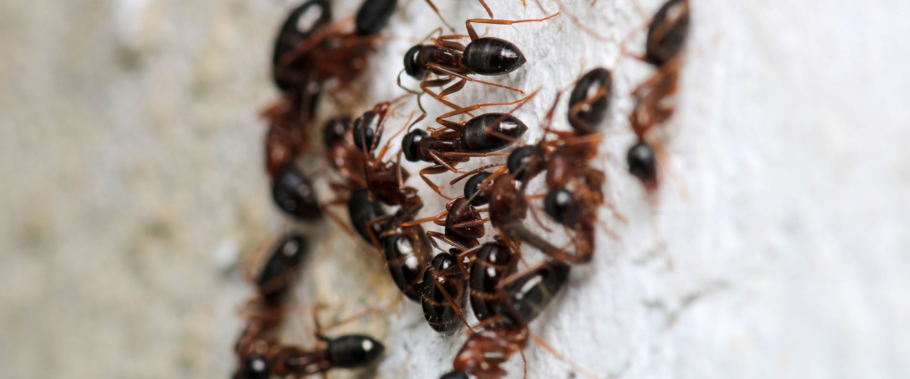 Why Are There So Many Ants in My Elgin, OK Home?