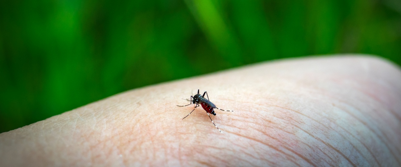Why Mosquitoes Thrive Around Elgin and Lawton After Heavy Oklahoma Rains