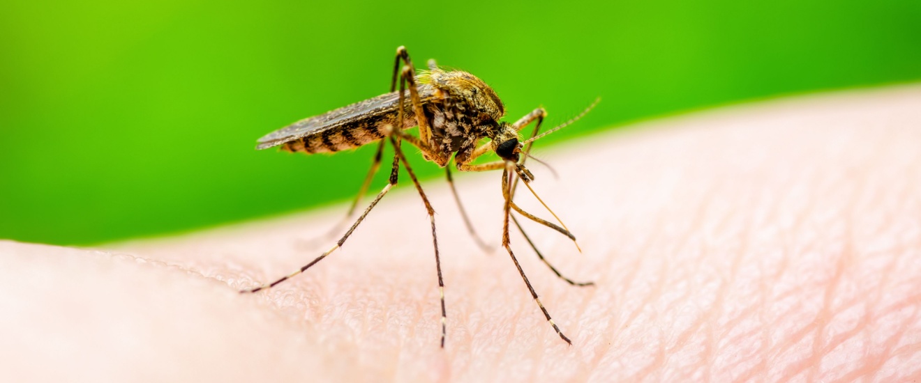 Can Your Irrigation System Be Attracting Mosquitoes in Elgin?