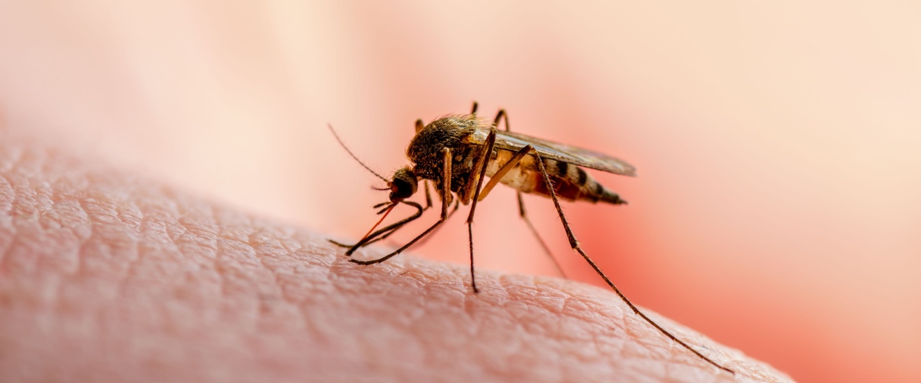 Why Homes Near Lakes, Ponds, and Creeks Around Lawton See More Mosquitoes