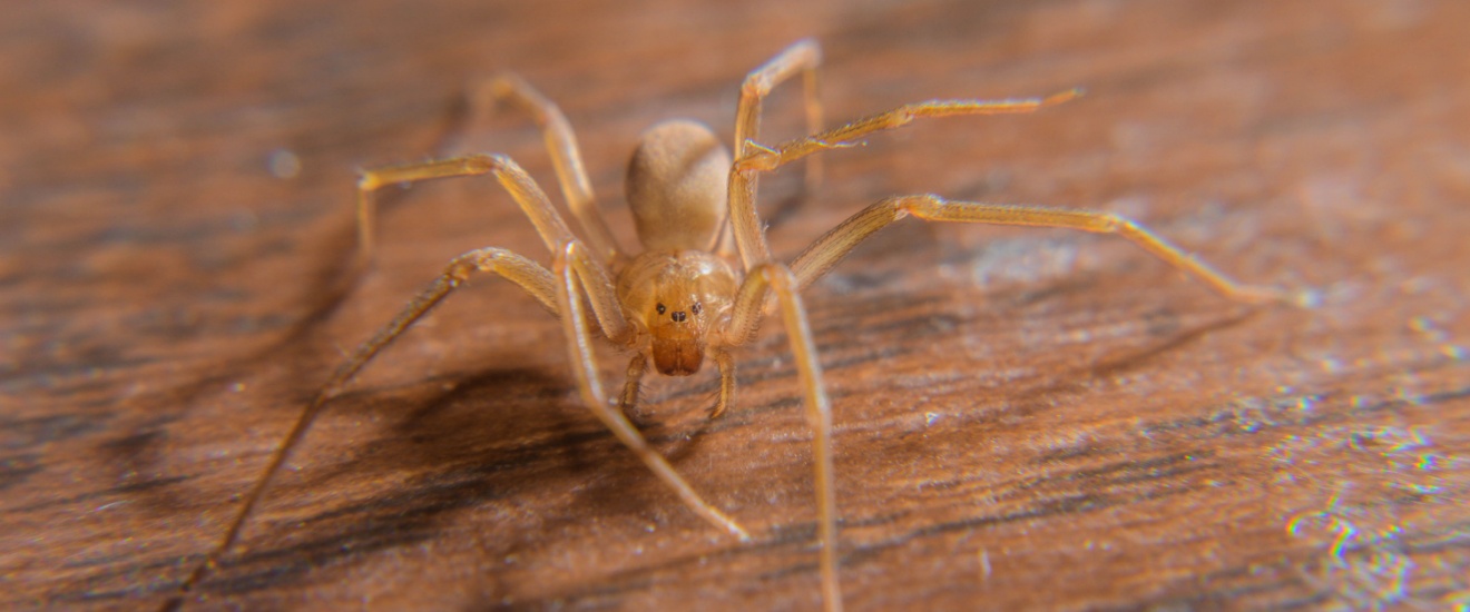 Who is the Best Spider Exterminator in Lawton, OK?