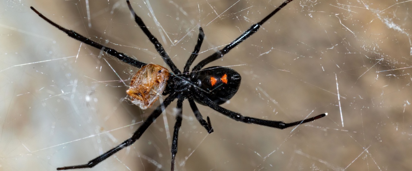 The Most Common Spiders Found in Elgin, OK