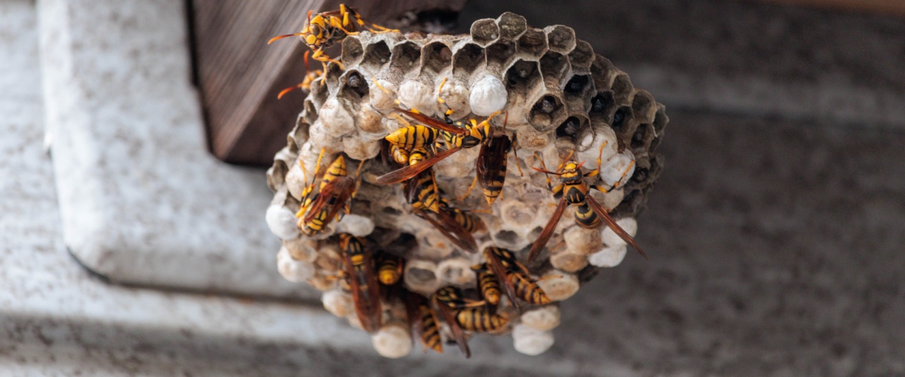Why Oklahoma Garages Are a Favorite Nesting Spot for Paper Wasps