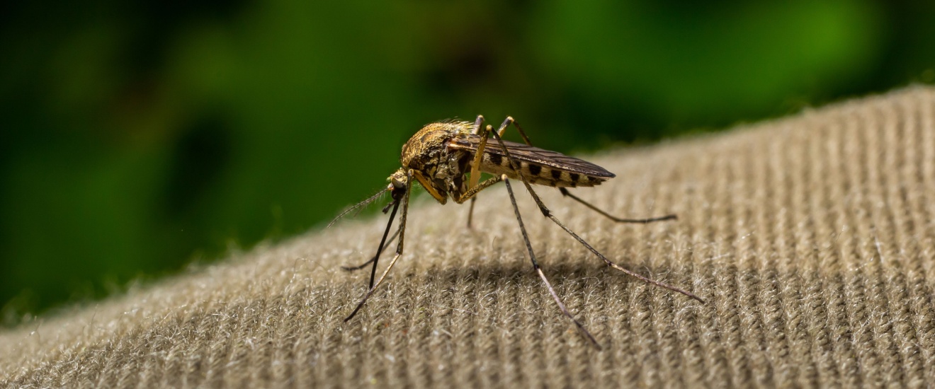 The Worst Months for Mosquito Activity in Southwest Oklahoma
