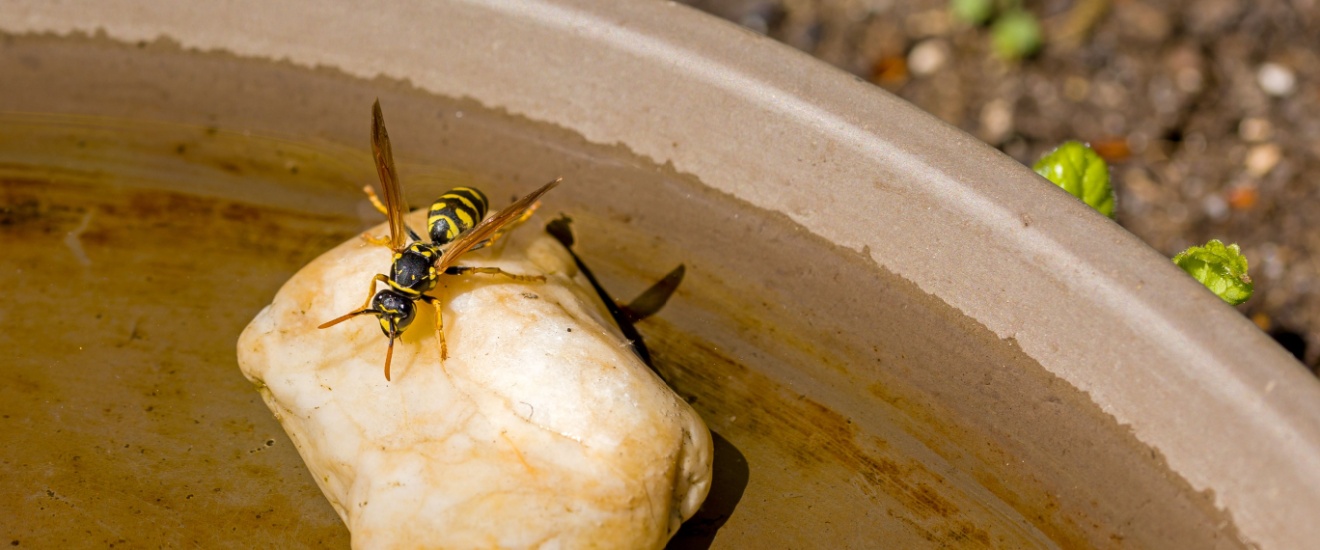 Why Wasps Become More Aggressive in Lawton During Late Summer