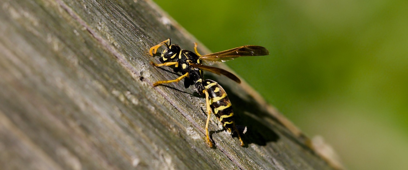 The Most Common Stinging Insects Found Around Elgin and Lawton Homes