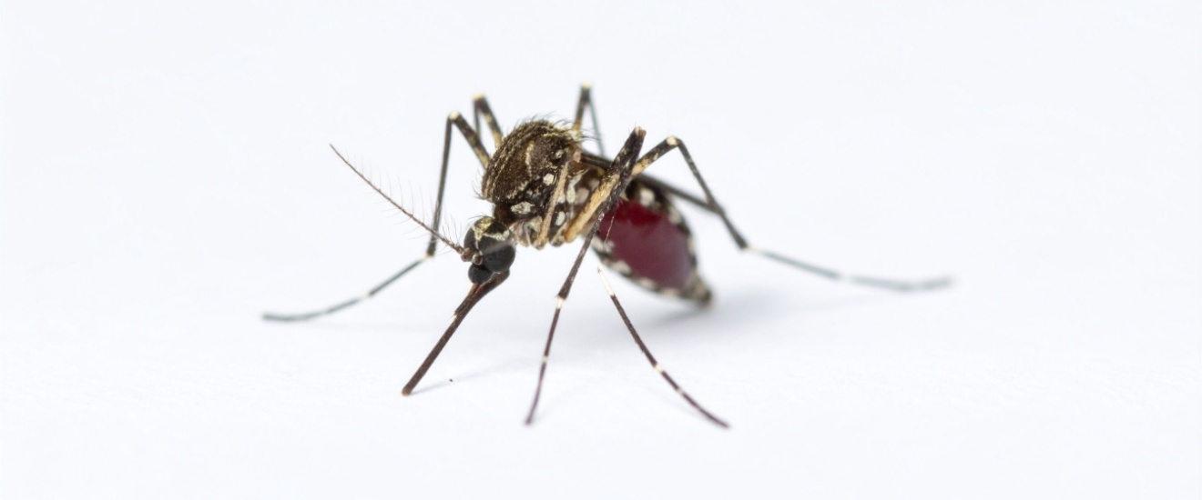 The Best Mosquito Exterminators in the Lawton, OK Area