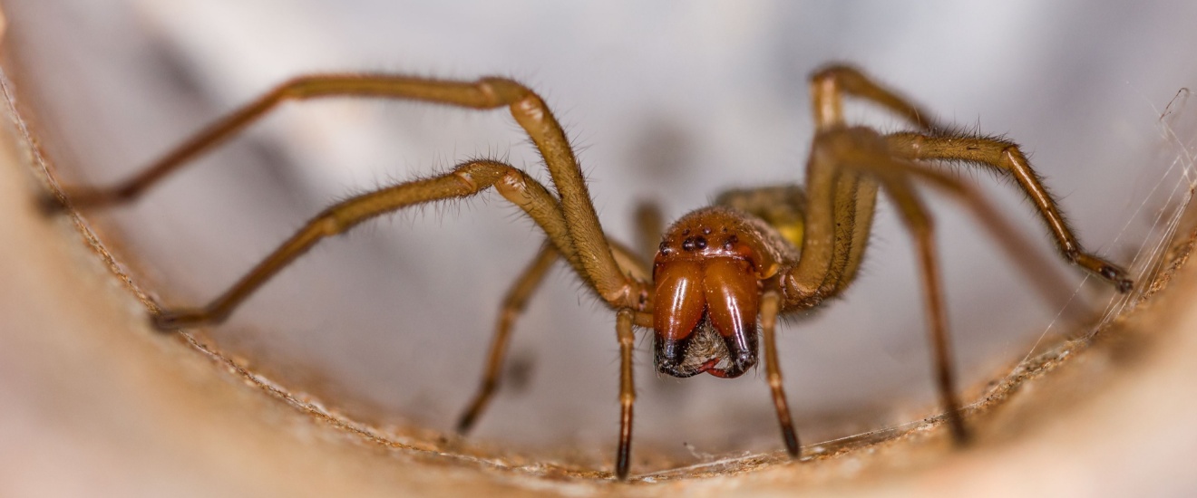 Brown Recluse Spiders in Oklahoma: What Homeowners Should Know