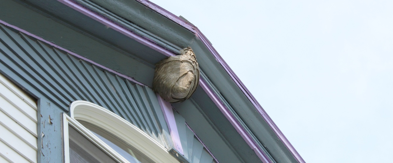 5 Places Wasps Commonly Build Nests Around Elgin Homes