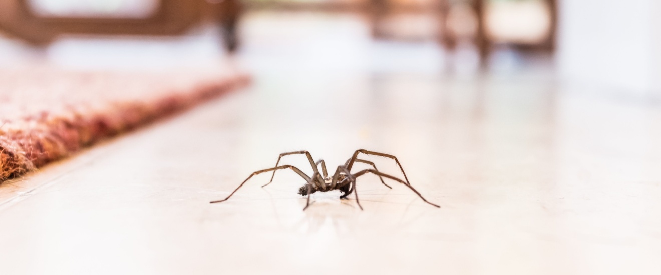 Why Spider Activity Increases Around Lawton Homes in the Fall