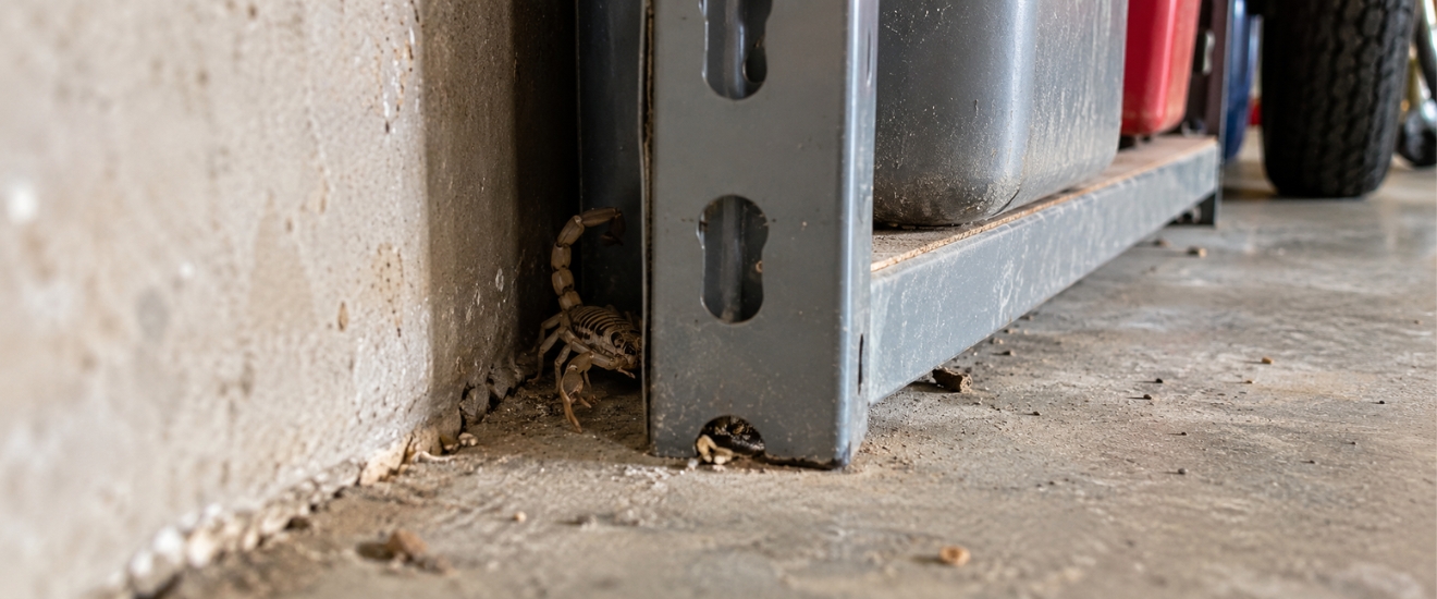 Where Scorpions Hide Around Elgin Homes in the Fall