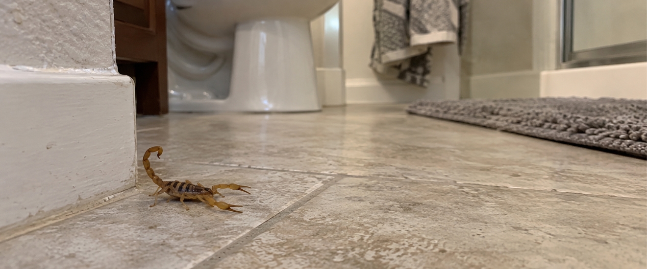 Scorpions in Lawton, OK: What Homeowners Should Know
